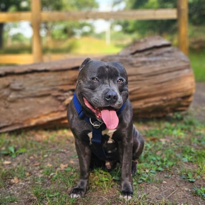 Baloo the office dog