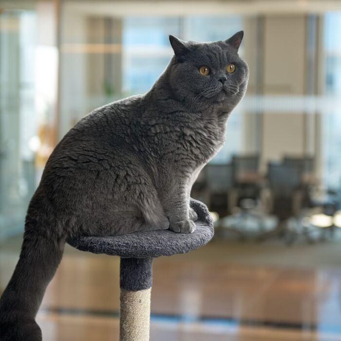 Spyro the office cat